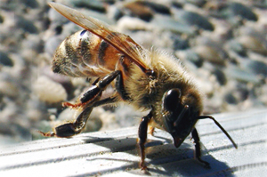 Апитерапия: исцеление пчёлами