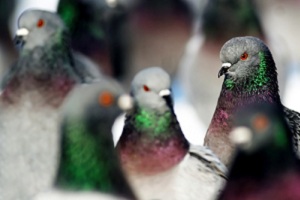 Голубь: стоит бояться «птицы мира»?