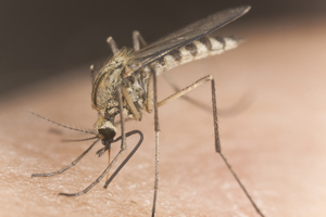 Как одолеть комаров?