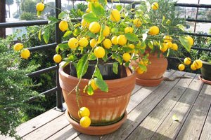 Комнатный лимон – источник витаминов