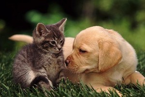 Осторожно! Кошки и собаки могут заразить грибковой заразой