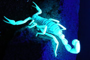 Vidatox на базе яда голубого скорпиона может быть применен в терапии рака